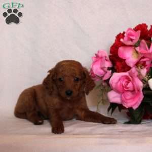 Malvina, Mini Goldendoodle Puppy